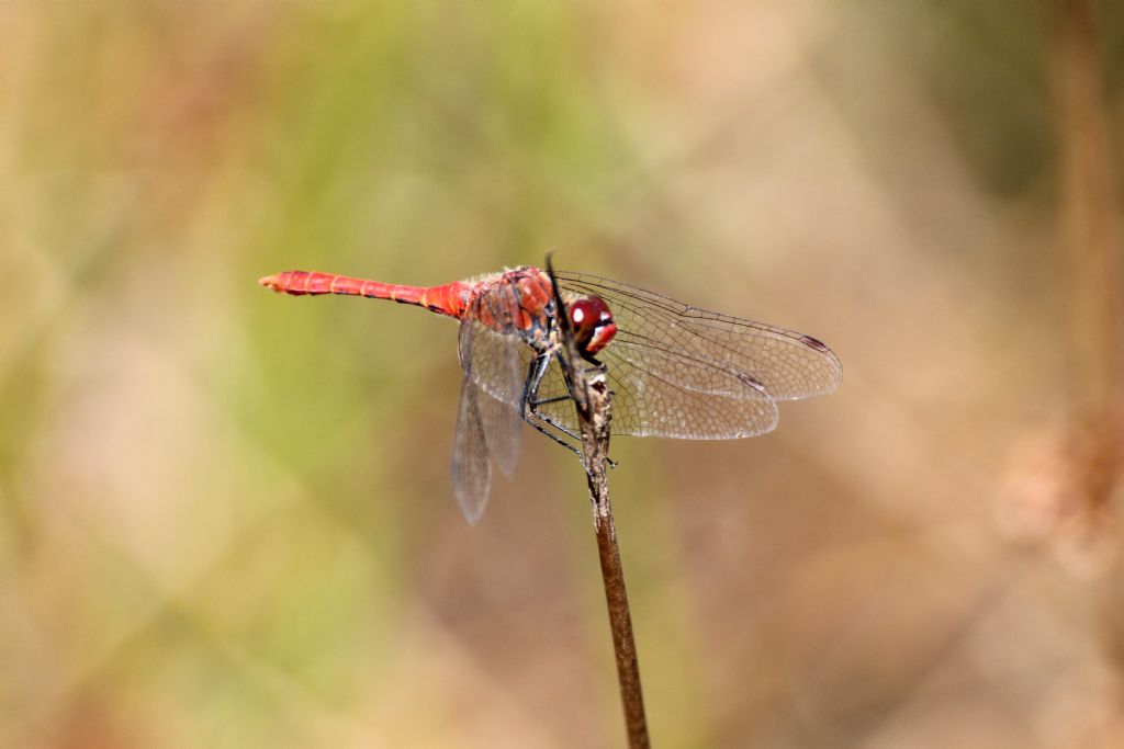 Sympetrum sanguineum? Tutti?